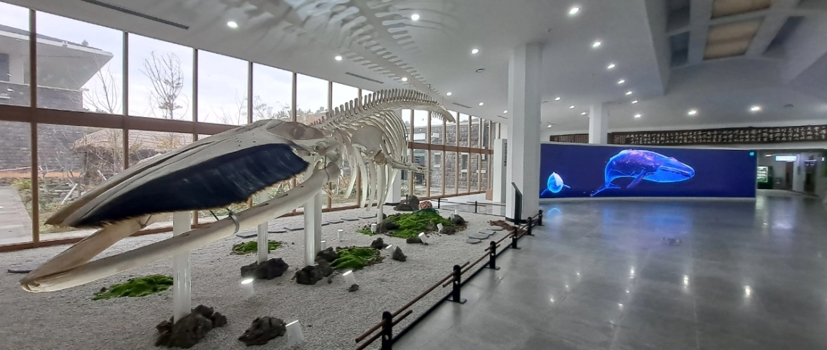 2019년 12월 비양도 인근에서 발견된 참고래 골격 표본(몸길이 12.6m)이 민속자연사박물관 로비에서 관람객을 맞이한다. 제주도민속자연사박물관 제공