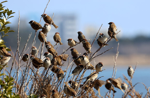 봄기운이 완연한 14일 강원 강릉시 경포호 주변의 한 공원에서 참새들이 나뭇가지에 앉아 봄볕을 쬐고 있다. 2024.2.14 연합뉴스