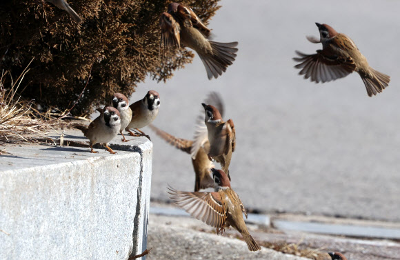 봄기운이 완연한 14일 강원 강릉시 경포호 주변의 한 공원에서 참새들이 활기찬 날갯짓을 하며 따스한 봄날을 보내고 있다. 2024.2.14 연합뉴스