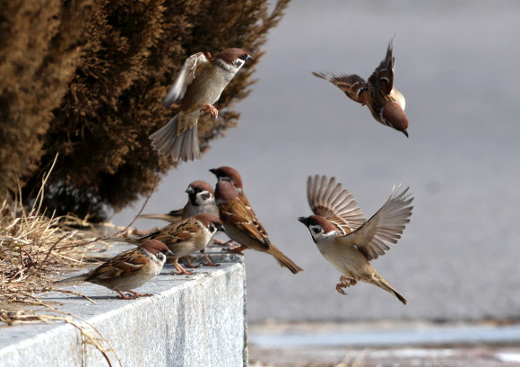 봄기운이 완연한 14일 강원 강릉시 경포호 주변의 한 공원에서 참새들이 활기찬 날갯짓을 하며 따스한 봄날을 보내고 있다. 2024.2.14 연합뉴스