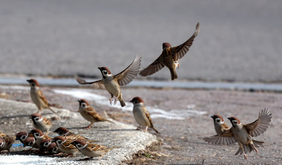 봄기운이 완연한 14일 강원 강릉시 경포호 주변의 한 공원에서 참새들이 활기찬 날갯짓을 하며 따스한 봄날을 보내고 있다. 2024.2.14 연합뉴스