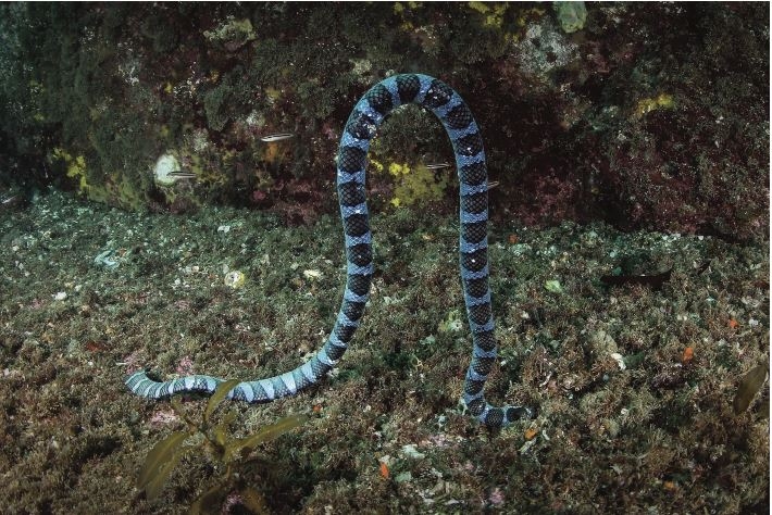 지난해 전남 여수 소간여 해상에서 발견된 넓은띠큰바다뱀. 국립공원공단 제공