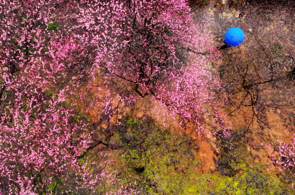 흐드러지게 핀 홍매화