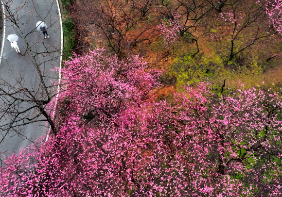 흐드러지게 핀 홍매화