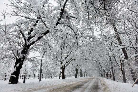 강원 영동과 산지를 중심으로 폭설이 내린 21일 속초시 설악산 진입로 일대에 많은 눈이 쌓여 있다. 2024.2.21  속초시 제공
