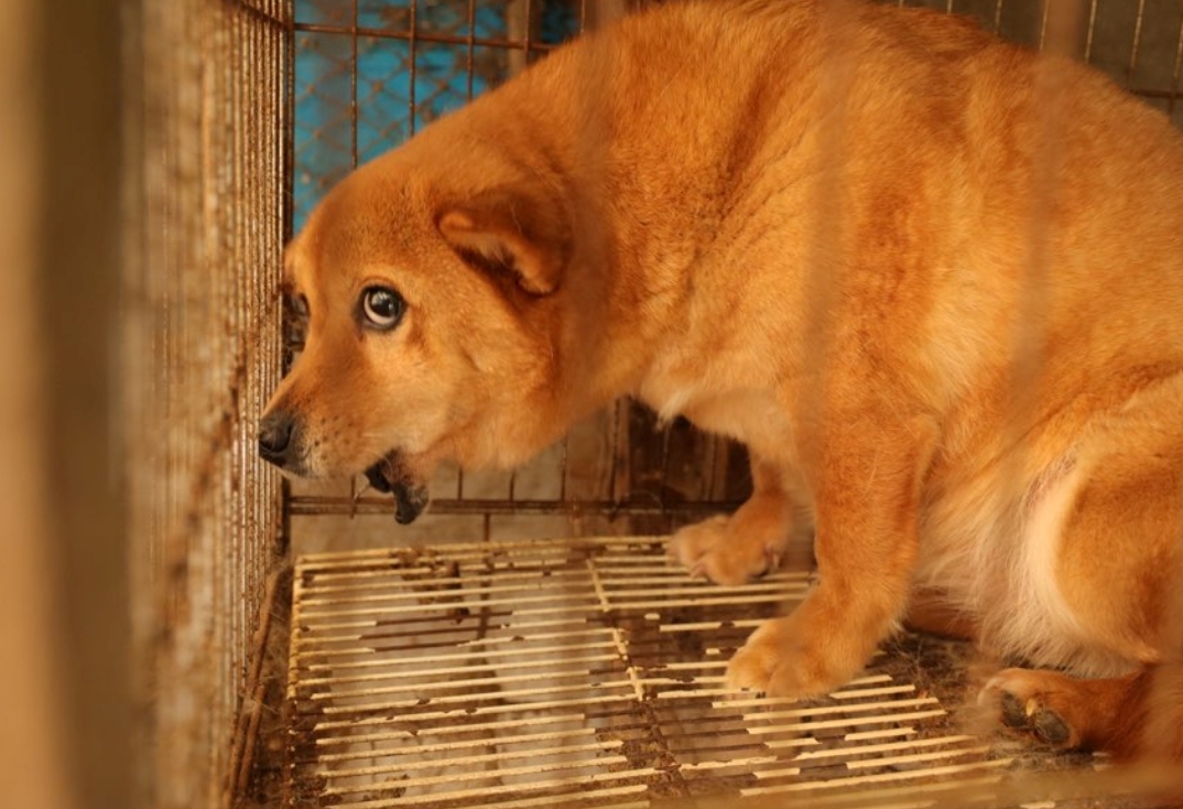 턱뼈가 없는 상태로 발견된 번식장 개. 동물자유연대 제공