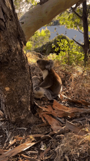 수컷 코알라가 숨진 암컷 코알라를 껴안고 있는 모습.  인스타그램 @koala_rescue