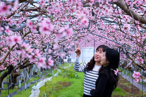27일 오전 경북 청도군 이서면의 한 시설하우스에 복사꽃이 활짝 펴 주민들의 눈길을 끈다. 노지 복사꽃은 보통 4월에 개화하지만 난방 시설을 갖춘 하우스에는 40일가량 일찍 꽃이 핀다. 2023.2.27. 경북 청도군 제공