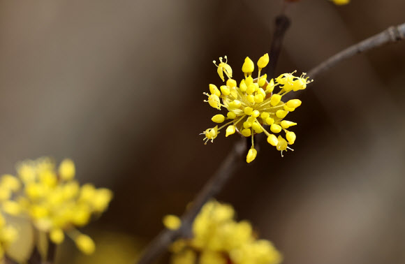 27일 전남 구례군 산동면 반곡마을에서 봄꽃 노란 산수유꽃이 피어나고 있다. 2024.2.27 연합뉴스