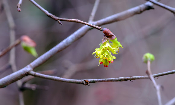 전북 남원시 주천면의 지리산국립공원 구룡계곡 일원에 봄을 알리는 히어리가 최근 꽃망울을 터뜨렸다. 히어리는 지리산국립공원 깃대종인 우리나라 특산종으로, 잎보다 먼저 꽃이 피는 특징이 있다. 2024.2.27. 지리산국립공원 제공