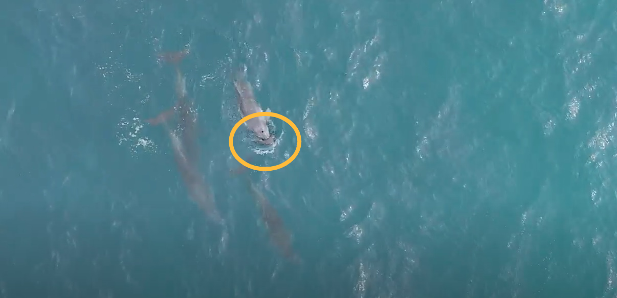 서귀포시 대정읍 일과리 해안에서 어미돌고래가 죽은 새끼돌고래로 추정되는 새끼를 살리기 위해 들어올리는 행위를 반복하는 모습이 영상에 포착됐다. 다큐제주·제주대돌고래연구팀 제공