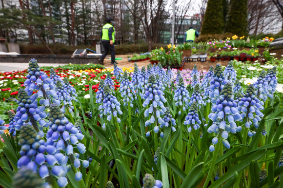 29일 오전 서울 성동구 왕십리 광장에서 구청 관계자들이 새봄맞이 화단을 조성하고 있다. 성동구는 새봄을 맞아 비올라, 데이지, 튤립 등 봄꽃 10종 1500여종을 이날 왕십리광장에 심는다고 밝혔다. 2024.2.29  연합뉴스