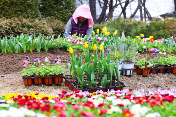29일 오전 서울 성동구 왕십리 광장에서 구청 관계자들이 새봄맞이 화단을 조성하고 있다. 성동구는 새봄을 맞아 비올라, 데이지, 튤립 등 봄꽃 10종 1500여종을 이날 왕십리광장에 심는다고 밝혔다. 2024.2.29  연합뉴스