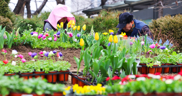 29일 오전 서울 성동구 왕십리 광장에서 성동구 관계자들이 새봄맞이 화단을 조성하고 있다. 성동구는 새봄을 맞아 비올라, 데이지, 튤립 등 봄꽃 10종 1500여종을 이날 왕십리광장에 심는다고 밝혔다. 2024.2.29  연합뉴스