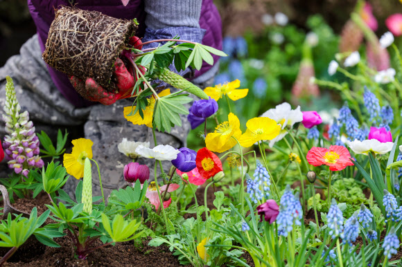 29일 오전 서울 성동구 왕십리 광장에서 구청 관계자들이 새봄맞이 화단을 조성하고 있다. 성동구는 새봄을 맞아 비올라, 데이지, 튤립 등 봄꽃 10종 1500여종을 이날 왕십리광장에 심는다고 밝혔다. 2024.2.29  연합뉴스