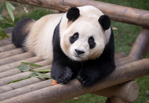 러바오와 아이바오 사이에서 2020년 7월 20일 태어난 푸바오는 멸종위기종 보전 협약에 따라 오는 4월 초에 중국으로 옮겨진다. 에버랜드 제공