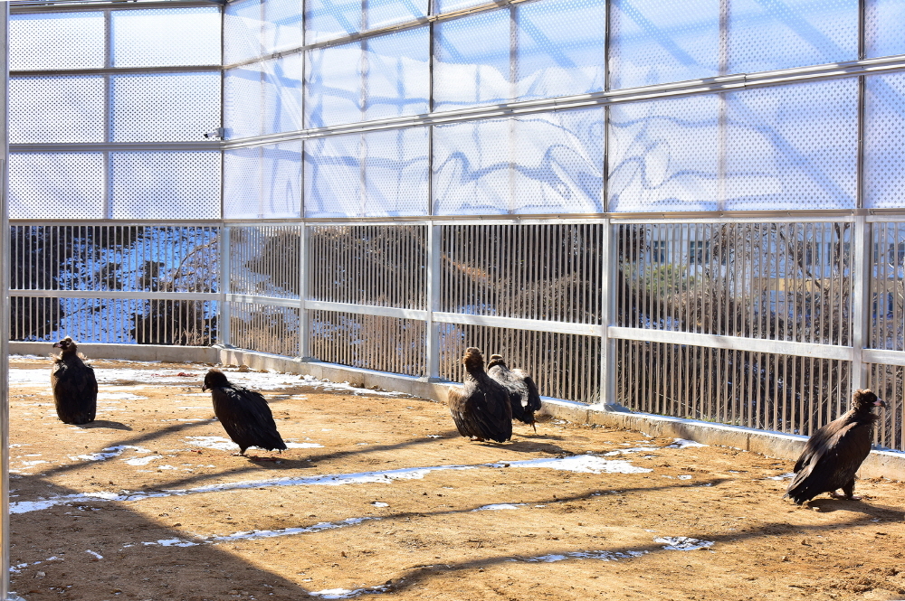 충남야생동물구조센터서 보호 중인 독수리. 세종시 제공