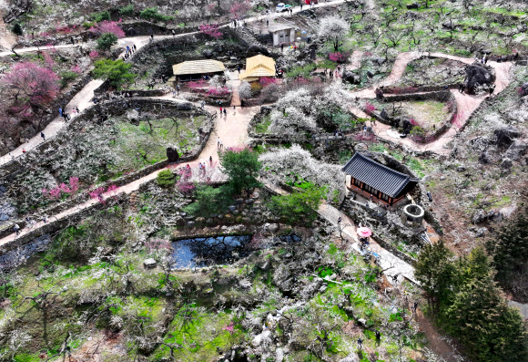 6일 전남 광양시 다압면 매화마을에 봄꽃 매화가 피어있다. 광양매화축제가 오는 8일부터 17일까지 매화마을 일원에서 열린다. 2024.3.6 연합뉴스