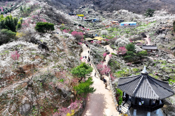 6일 전남 광양시 다압면 매화마을에 봄꽃 매화가 피어있다. 광양매화축제가 오는 8일부터 17일까지 매화마을 일원에서 열린다. 2024.3.6 연합뉴스