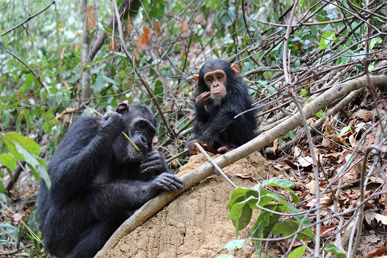 고릴라, 오랑우탄, 침팬지, 보노보는 사람과에 속한다. 침팬지는 인간과 약 600만년 전 갈라졌으며 DNA 유사성이 98.8%에 달한다. 최근 연구를 통해 침팬지도 인간과 마찬가지로 문화 형성 및 전파 능력이 있는 것으로 확인됐다. 미국 세인트루이스워싱턴대 제공