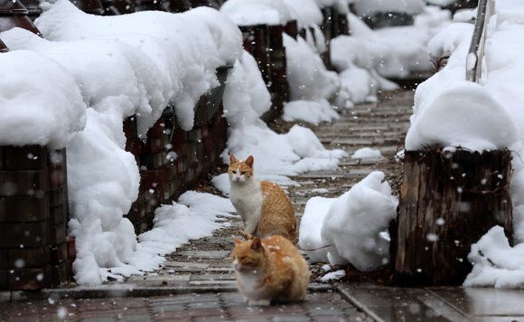 대설특보가 내려진 가운데 함박눈이 쏟아진 7일 오후 대관령 기슭인 강원 강릉시 성산면 보광리의 한 농가에서 고양이들이 눈을 맞고 있다. 2024.3.7  연합뉴스
