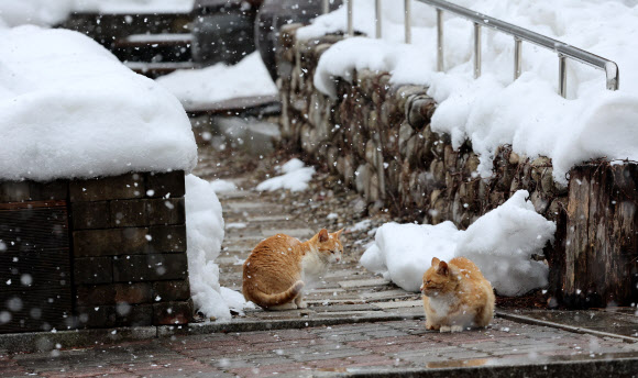 대설특보가 내려진 가운데 함박눈이 쏟아진 7일 오후 대관령 기슭인 강원 강릉시 성산면 보광리의 한 농가에서 고양이들이 눈을 맞고 있다. 2024.3.7  연합뉴스