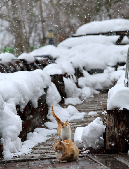 대설특보가 내려진 가운데 함박눈이 쏟아진 7일 오후 대관령 기슭인 강원 강릉시 성산면 보광리의 한 농가에서 고양이들이 눈을 맞고 있다. 2024.3.7  연합뉴스
