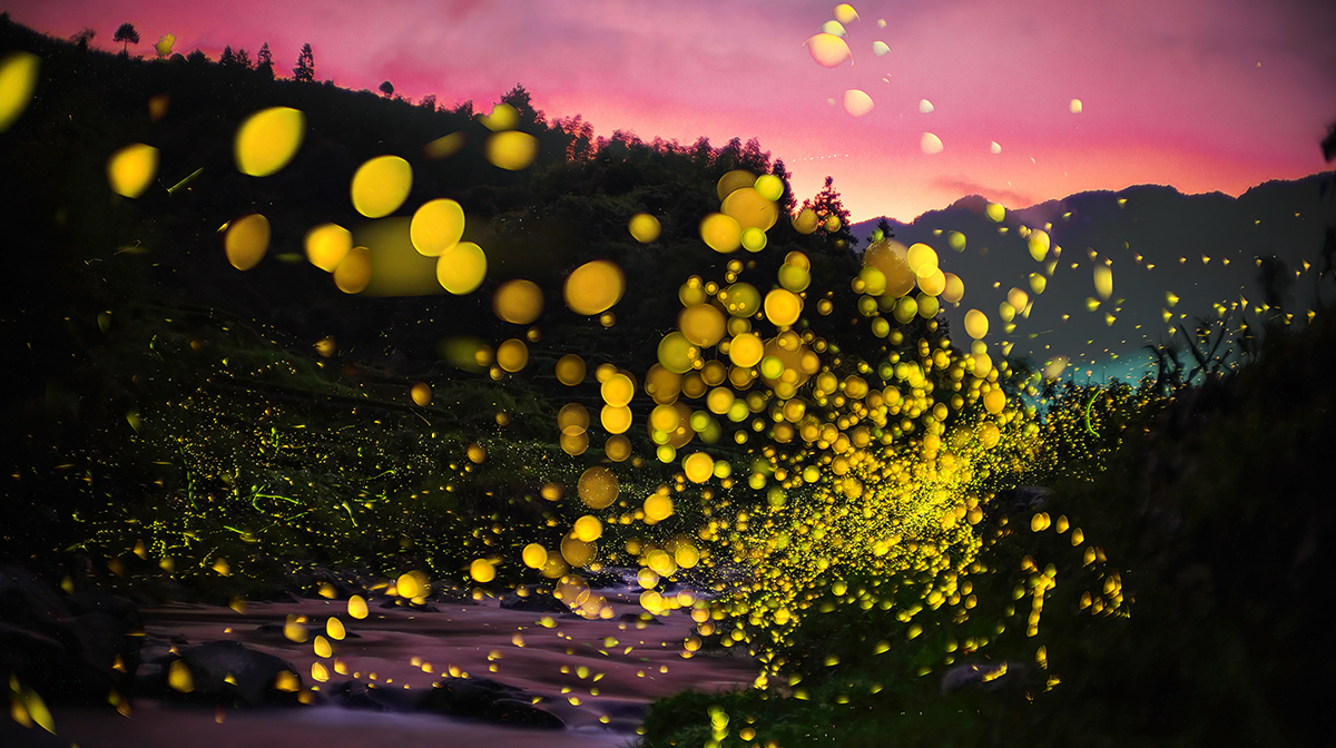 해가 진 뒤, 반딧불이들이 빛의 물결을 만들며 움직이는 모습  중국 화중 농업대 제공