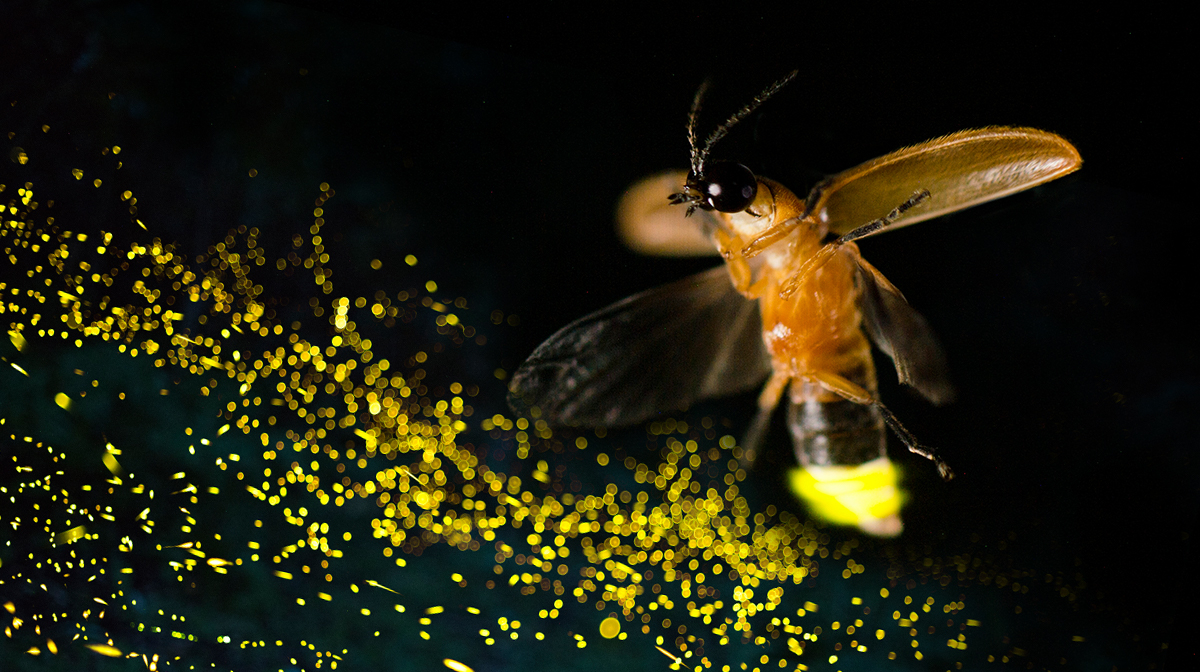 수생 반딧불이 ‘아퀴티카 레이’가 불빛을 내고 있는 모습. 반딧불이들은 종마다 독특한 빛의 점멸 패턴을 갖고 천적을 쫒거나 구애를 한다.  중국 화중 농업대 제공