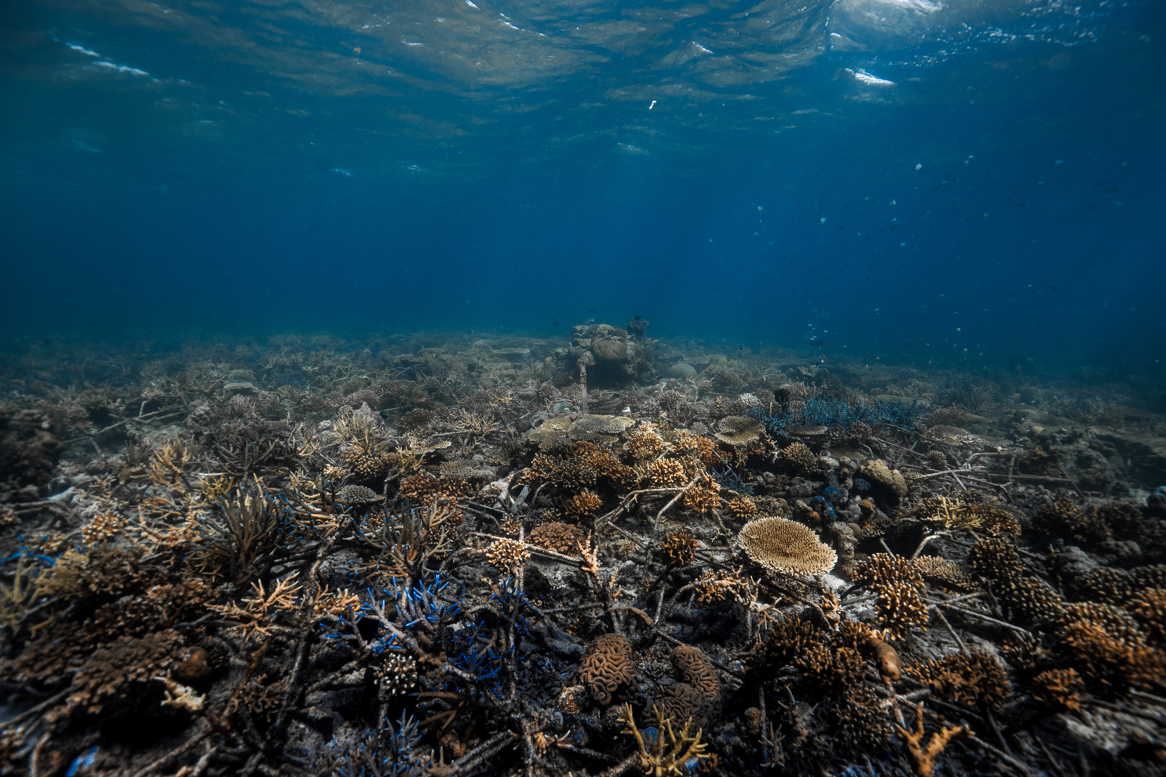 리프 스타(Reef Stars)라는 모래 코팅 철제물로 어린 산호를 이식했다.  폭발 낚시로 손상된 산호초 군락이 빠르게 회복되는 것이 확인됐다.  비영리 환경 단체 ‘더 오션 에이전시’(The Ocean Agency) 제공