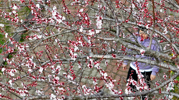 11일 오전 제주 서귀포시 대천동의 도롯가에 벚꽃이 꽃망울을 터뜨려 오가는 이의 눈길을 끌고 있다. 2024.3.11  연합뉴스