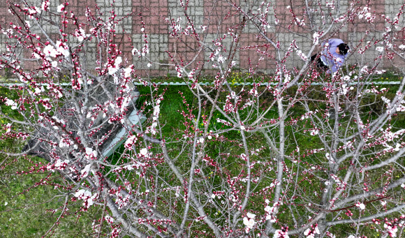 11일 오전 제주 서귀포시 대천동의 도롯가에 벚꽃이 꽃망울을 터뜨려 오가는 이의 눈길을 끌고 있다. 2024.3.11  연합뉴스