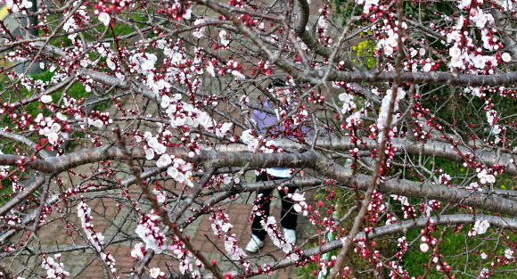 11일 오전 제주 서귀포시 대천동의 도롯가에 벚꽃이 꽃망울을 터뜨려 오가는 이의 눈길을 끌고 있다. 2024.3.11  연합뉴스