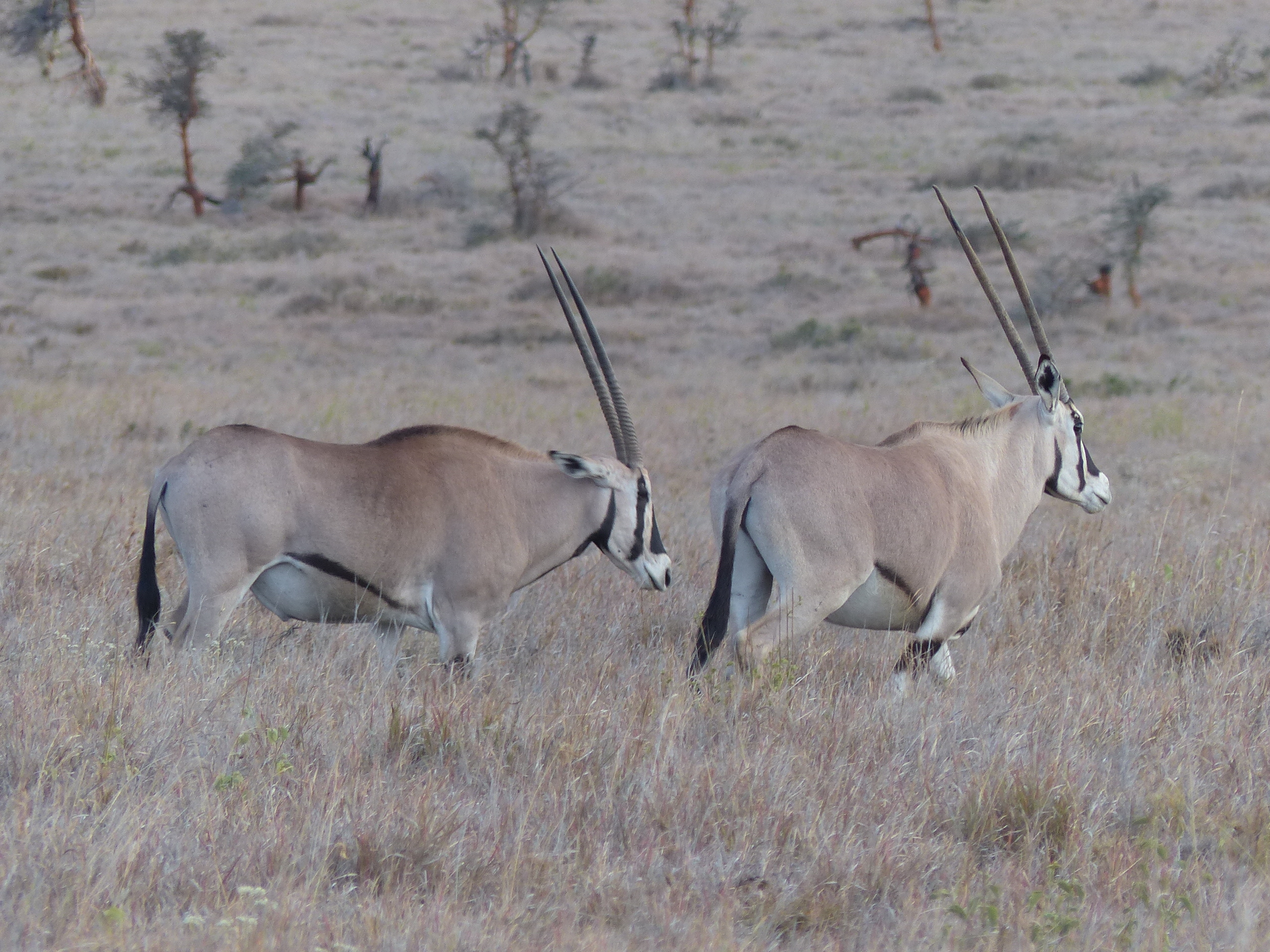 아프리카 케냐 평원을 돌아다니는 암수 오릭스의 모습. 대부분의 소는 수컷이 암컷보다 몸집이 크지만 오릭스는 수컷과 암컷의 크기가 비슷하고 둘 다 뿔을 갖고 있다.  카이아 톰백 박사 제공
