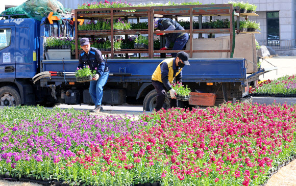 13일 오전 인천 부평구청 잔디밭에서 구청 관계자들이 화단에 심을 봄꽃을 옮기고 있다. 2024.3.13 연합뉴스
