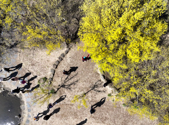 춘분을 일주일 앞둔 13일 전남 구례군 산동면 산수유사랑공원에서 봄나들이 나선 시민들이 노란 산수유꽃을 감상하며 산책하고 있다. 2024.3.13 연합뉴스