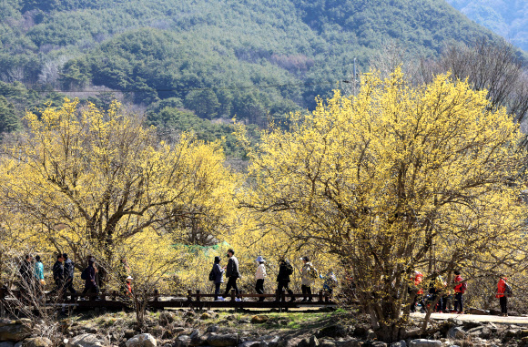 춘분을 일주일 앞둔 13일 전남 구례군 산동면 반곡마울에서 봄나들이 나선 시민들이 노란 산수유꽃을 감상하며 산책하고 있다. 2024.3.13 연합뉴스