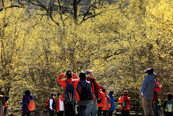 춘분을 일주일 앞둔 13일 전남 구례군 산동면 반곡마울에서 봄나들이 나선 시민들이 노란 산수유꽃을 감상하며 산책하고 있다. 2024.3.13 연합뉴스