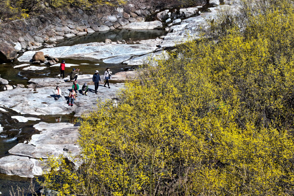 춘분을 일주일 앞둔 13일 전남 구례군 산동면 반곡마울에서 봄나들이 나선 시민들이 노란 산수유꽃을 감상하며 산책하고 있다. 2024.3.13 연합뉴스