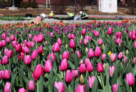 13일 오후 경기도 용인시 에버랜드 포시즌스 가든에서 관계자들이 오는 22일 개막하는 튤립 축제를 준비하고 있다. 2024.3.13 연합뉴스