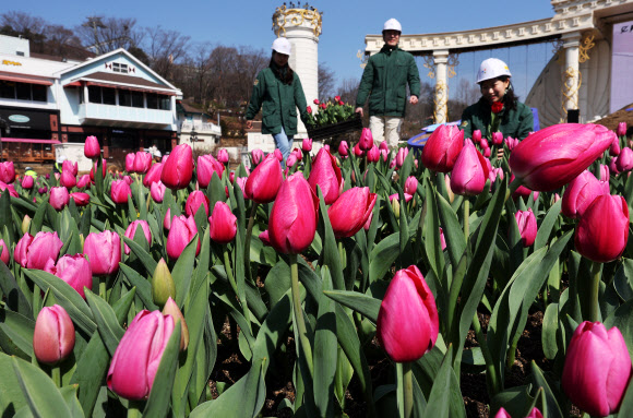 13일 오후 경기도 용인시 에버랜드 포시즌스 가든에서 관계자들이 오는 22일 개막하는 튤립 축제를 준비하고 있다. 2024.3.13 연합뉴스