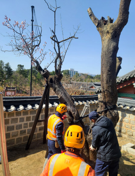 치료받는 수령 600년의 오죽헌 율곡매