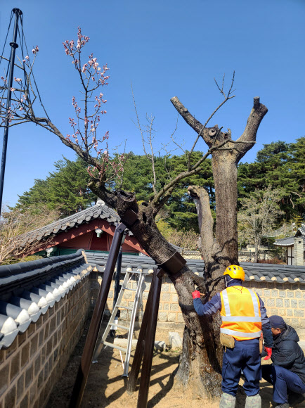 치료받는 수령 600년의 오죽헌 율곡매