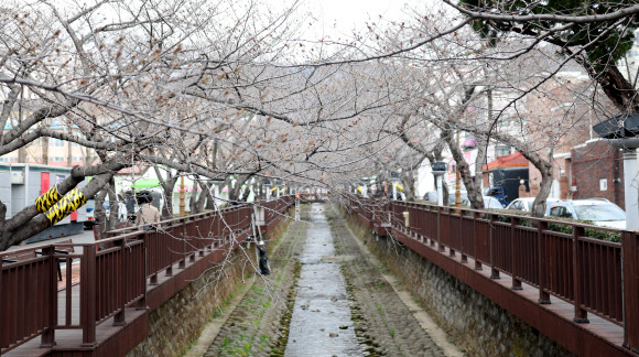 19일 오전 경남 창원시 진해구 여좌천 일대 벚나무가 개화를 앞두고 있다. 국내 최대 봄꽃 축제인 진해군항제는 22일 개막전야제를 시작으로 오는 4월 1일까지 진행한다. 2024.3.19. 연합뉴스