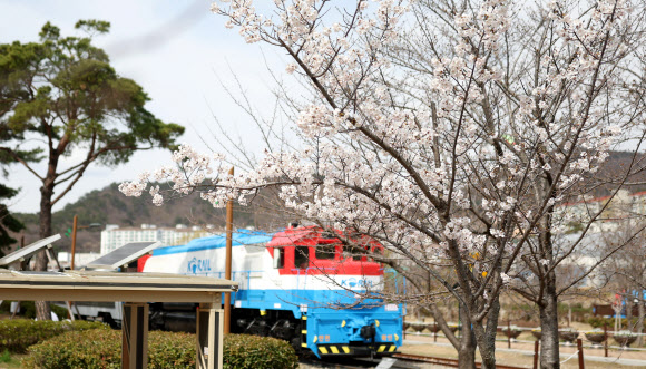 19일 오전 경남 창원시 진해구 경화역공원에 벚나무 몇그루가 개화해 눈길을 끈다. 국내 최대 봄꽃 축제인 진해군항제는 22일 개막전야제를 시작으로 오는 4월 1일까지 진행한다. 2024.3.19. 연합뉴스