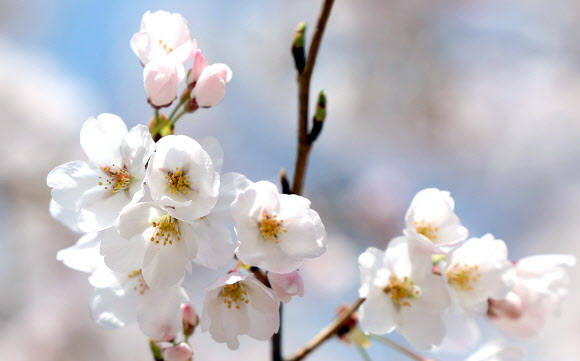 19일 오전 경남 창원시 진해구 경화역공원에 벚꽃이 펴 시선을 끌고 있다. 국내 최대 봄꽃 축제인 진해군항제는 22일 개막전야제를 시작으로 오는 4월 1일까지 진행한다. 2024.3.19. 연합뉴스