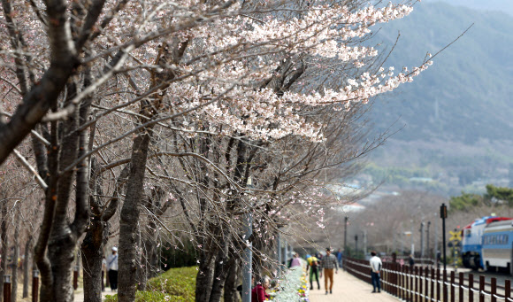 19일 오전 경남 창원시 진해구 경화역공원에 있는 벚나무 몇 그루에 벚꽃이 펴 시선을 끌고 있다. 국내 최대 봄꽃 축제인 진해군항제는 22일 개막전야제를 시작으로 오는 4월 1일까지 진행한다. 2024.3.19 연합뉴스