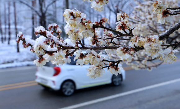 20일 강원 강릉시 성산면 대관령 일원에 20㎝가 넘는 많은 눈이 내린 가운데 꽃을 활짝 피운 매화가 눈 이불을 덮고 있다. 2024.3.20  연합뉴스