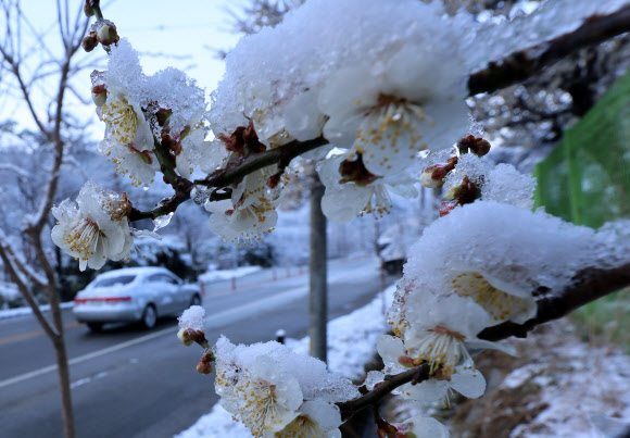 20일 강원 강릉시 성산면 대관령 일원에 20㎝가 넘는 많은 눈이 내린 가운데 꽃을 활짝 피운 매화가 눈 이불을 덮고 있다. 2024.3.20  연합뉴스
