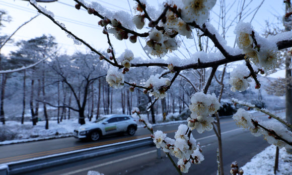 20일 강원 강릉시 성산면 대관령 일원에 20㎝가 넘는 많은 눈이 내린 가운데 꽃을 활짝 피운 매화가 눈 이불을 덮고 있다. 2024.3.20  연합뉴스